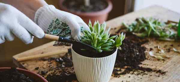 Comment propager une plante succulente