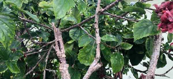 Ce qui cause la maladie de la maladie de l'hibiscus et la guérison