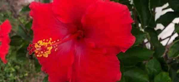 Ce qui cause la pourriture des racines d'hibiscus causer et guérir