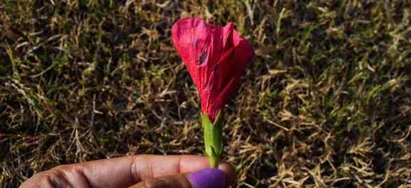 ¿Qué causa la enfermedad del tizón del hibisco??