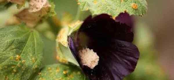 À quoi ressemble la rouille d'Hibiscus comment le contrôler