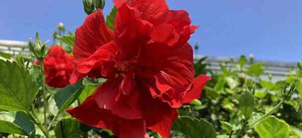 Qu'est-ce qui provoque des taches de feuilles d'hibiscus comment le réparer?