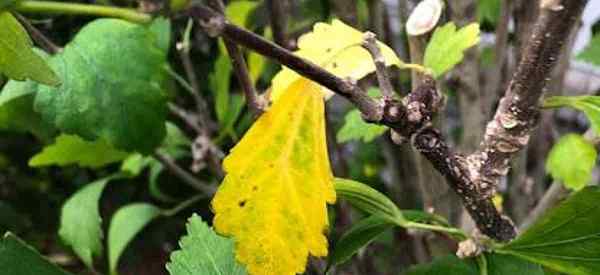 Was verursacht Hibiskus anthracnose und wie man es behebt?