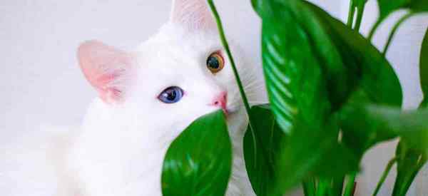 Les plantes de lys de paix sont-elles toxiques aux chats