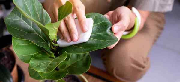 São plantas de folhas de violino tóxicas para gatos