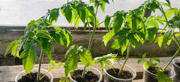 El mejor fertilizante para plántulas de tomate