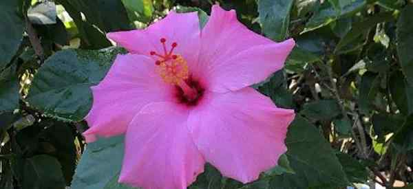 El mejor fertilizante para Hibiscus en Florida