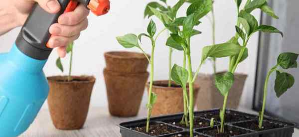 Cómo hacer un spray de pimiento picante para plantas