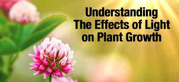 Compreendendo os efeitos da luz no crescimento das plantas