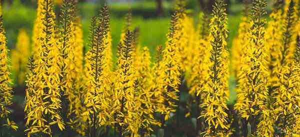 Planta de cohete ligularia cultivando y cuidado de plantas de ragwort