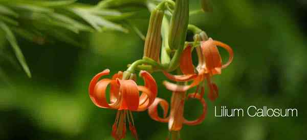 Lilium calloso Lily Stranger con una pequeña flor de los verdaderos lirios