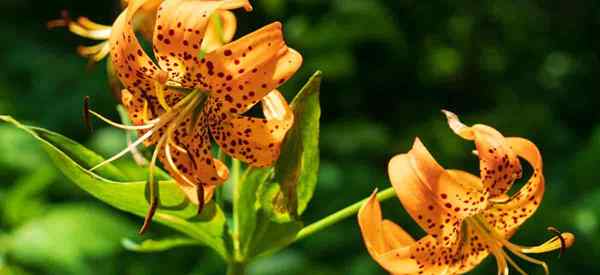 Opieka nad lilią Turk's Cap