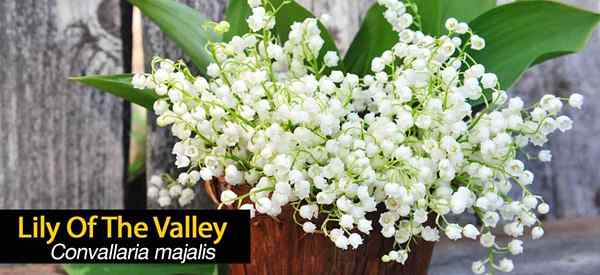 Planta, crece y cuida a Lily of the Valley Flowers