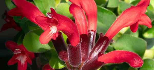 Informações da planta de batom como cultivar aeschynanthus radicanos