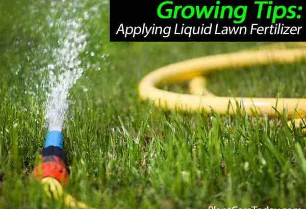 Conseils sur l'application de l'engrais à pelouse liquide