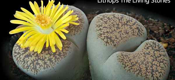 Lebende Steine ​​Pflanzenpflege -Tipps zum Anbau von saftigen Lithops