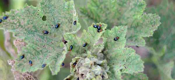 Cómo controlar pequeños insectos negros en las plantas en su jardín