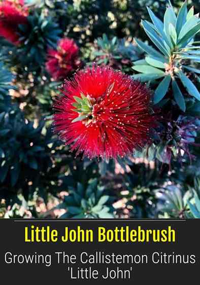 Merawat Bottlebrush John Little