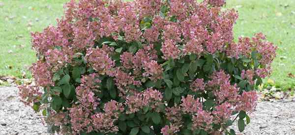 Little schnelle Feuerspannungspunkte für Hortensie