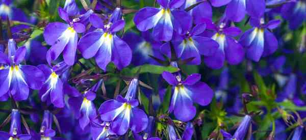 Lobelia Pflanze Wie man sich für Lobelia -Blume wächst und für die Pflege