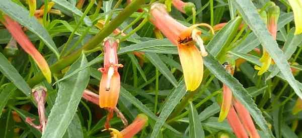 Lobelia laxiflora Care Tipps zum Anbau der mexikanischen Kardinalblume