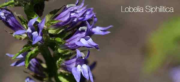 Lobelia siphilitica se soucie de la croissance de grands lobélia bleus