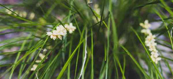 Lomandra Grass Growing and Care (Mat Rushes)