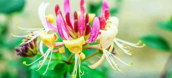 Wachsender italienischer Geißblatt Lonicera Caprifolium Care lernen