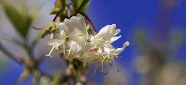 Petua penjagaan honeysuckle musim sejuk