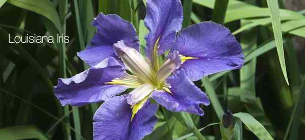 Louisiana Iris Info Wie wachsen und für Wasser Iris pflegen