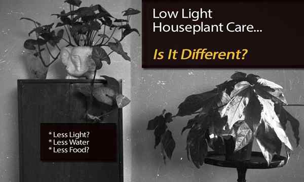 Les soins de la plante d'intérieur à faible luminosité est-il différent