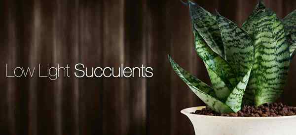 30 meilleurs plantes succulentes à faible luminosité pour grandir à l'intérieur