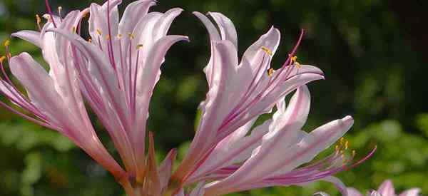 La sorpresa Lily cómo cuidar y cultivar Lycoris squamigera