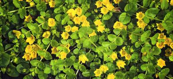 Cultives de lysimachia nummularia rampant jenny cure