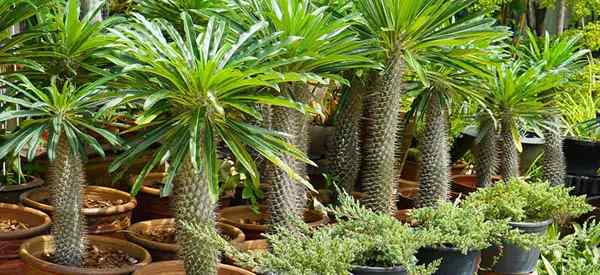 Madagaskar Palm Care Dowiedz się, jak uprawiać pachypodium lamyrei