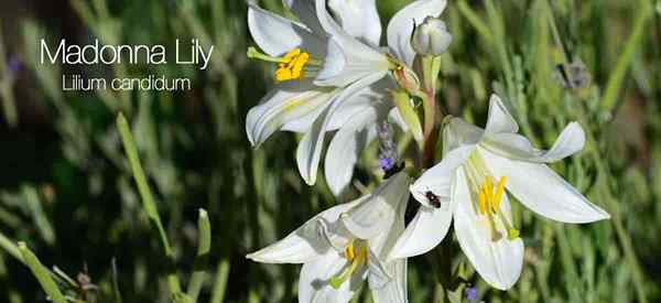 Madonna Lily Care Learning to Grow Lilium Candidum