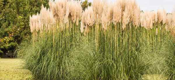 Dziewicze opieka trawy rosnąca i używając Miscanthus sinensis