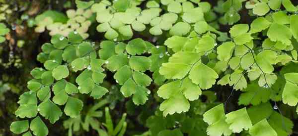 Maidenhair fougère comment grandir et prendre soin de l'adiantum raddianum