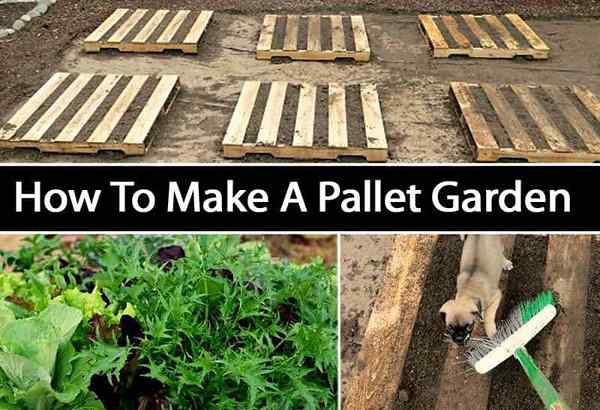 Comment faire un jardin à palettes