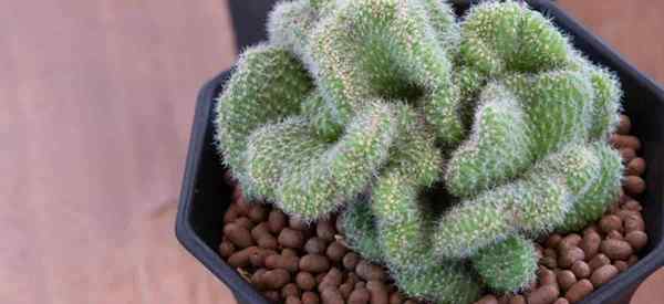 Cactus cerebral en crecimiento y cuidado