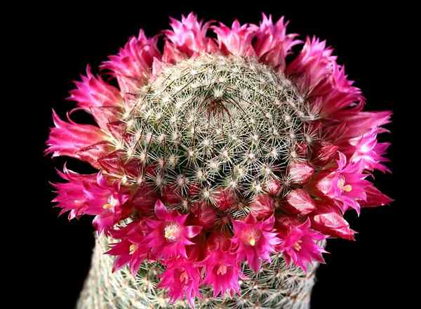 Cacto de almofada de almofada como cultivar e cuidar de plantas de cactos de mamíferia