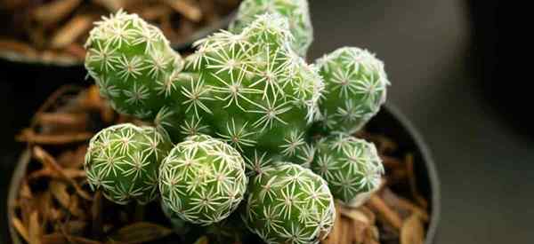 Apprenez des soins de cactus mille qui poussent Mammillaria gracilis