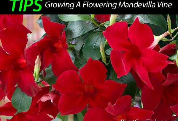 Mandevilla Care uprawia winorośl Mandevilla Trellis