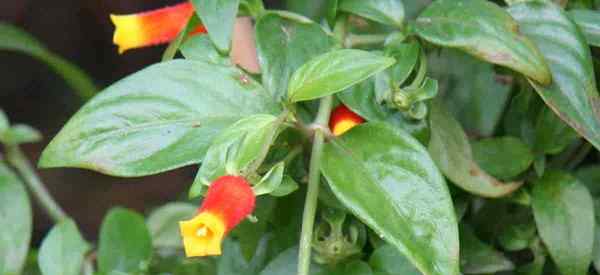 Cultivo de plantas de maíz de dulces cómo cuidar a Manettia