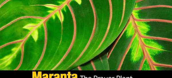 Maranta Leuconeura Care wachsen die Kaninchen -Spuren Maranta