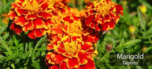 Menanam bunga marigold cara merawat tanaman marigold