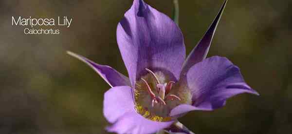 Wie man sich um Mariposa -Lilienbirnen kümmert, die Calochortus -Lilienpflanzen anbauen