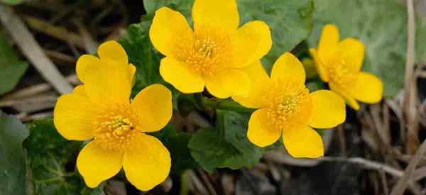 Marsh Marigold Care Cómo cultivar Caltha Palustris