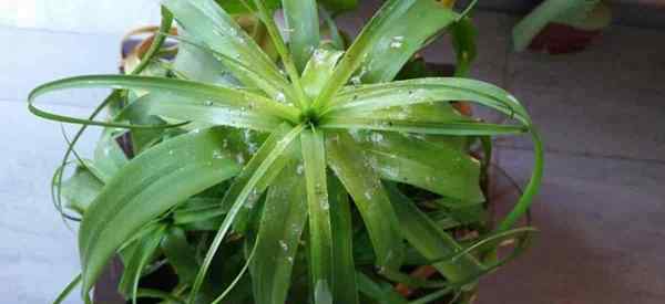 Cara Menghilangkan Mealybugs di Ponytail Palm