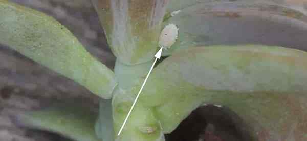 Como se livrar de mealybugs em suculentas [guia]